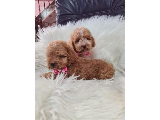 Labradoodle κουτάβια F1B